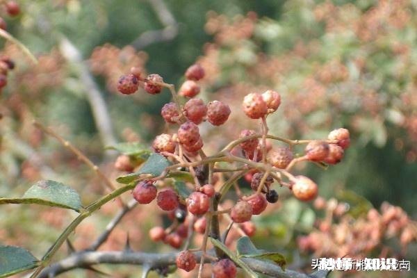 花椒树现在能开沟吗椒树什么时候栽