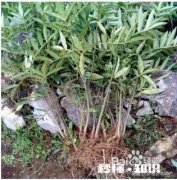 花椒树现在能开沟吗椒树什么时候栽