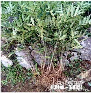 花椒树现在能开沟吗椒树什么时候栽