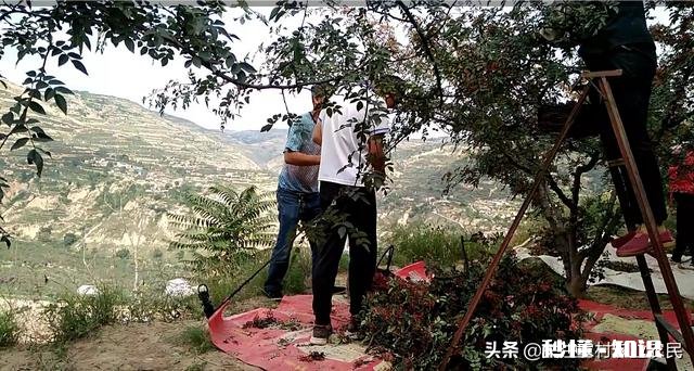 花椒树现在能开沟吗椒树什么时候栽