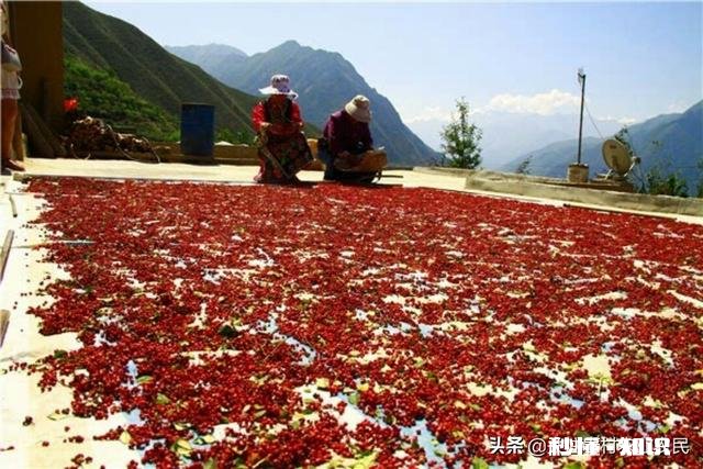 花椒树现在能开沟吗椒树什么时候栽