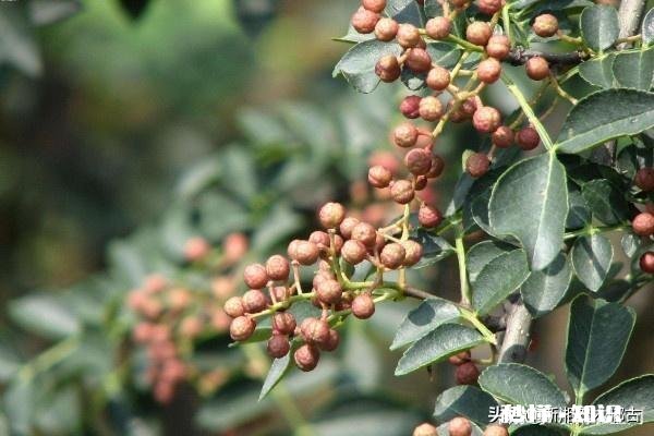 花椒树现在能开沟吗椒树什么时候栽