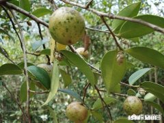 小时候最喜欢吃白糖拌饭、猪油拌饭，表哥喜欢味精拌饭，有的人喜欢酱油拌饭，你们呢