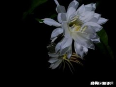 男生喜欢白色是一种什么体验