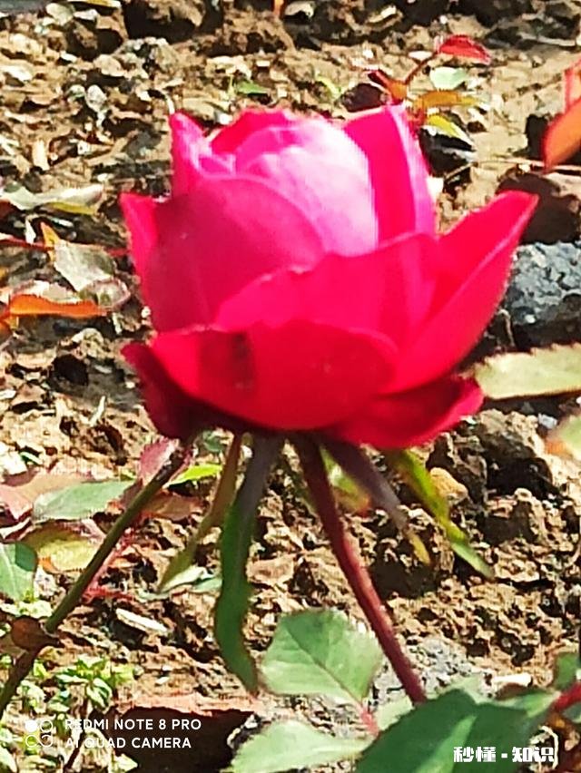 你的老公看起来是你的，但是永远是他自己的，你怎么理解这句话