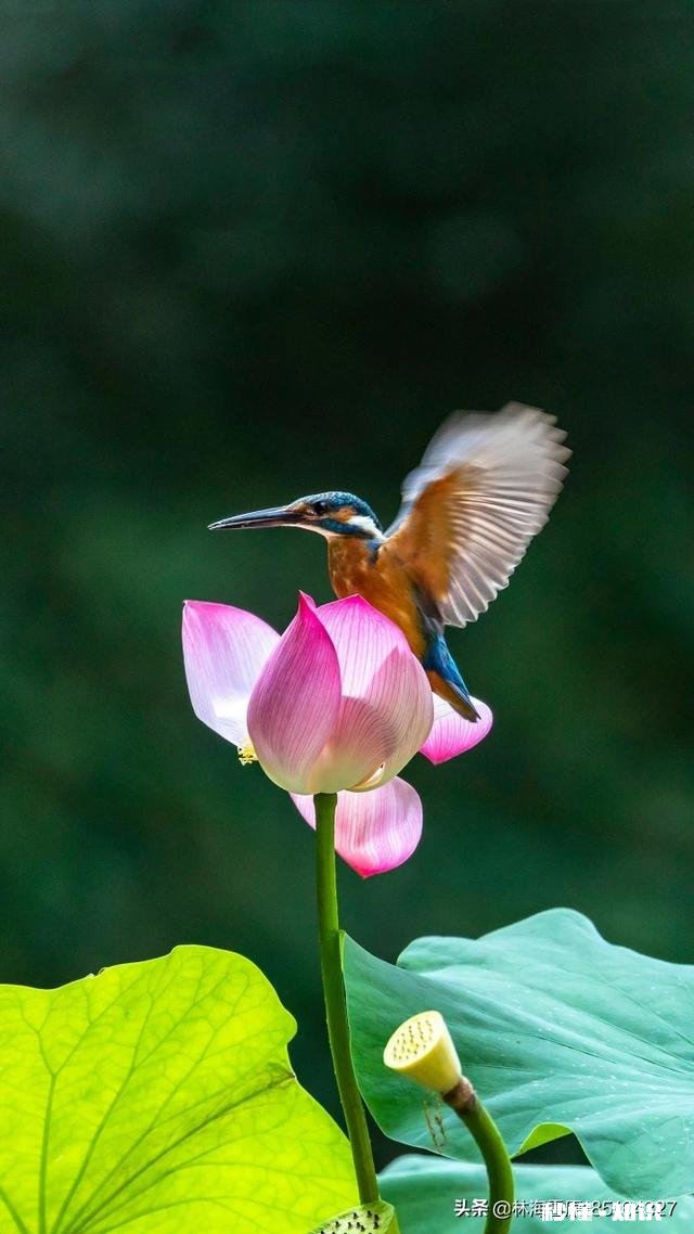 只点赞不评论的人是什么心态