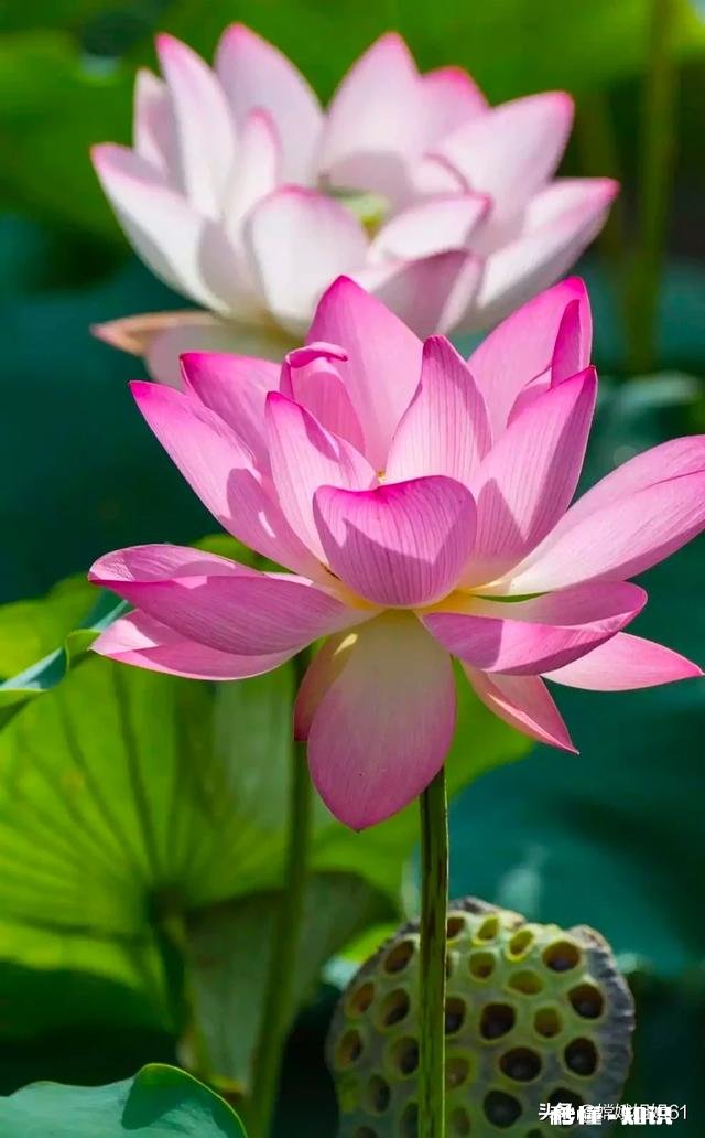 只点赞不评论的人是什么心态