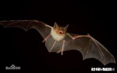 蝙蝠在屋子里飞过会有病毒吗