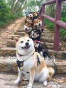 大家对肖战路透出来要上《时尚先生》的通稿怎么看