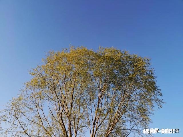 由于疫情农村集市现在还没开放，靠集市摆摊的人该如何生活