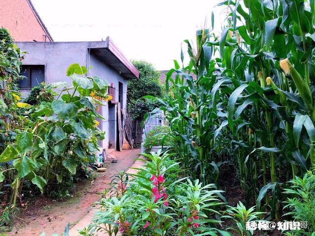 农村盖个房子好,还是城镇买个房子好