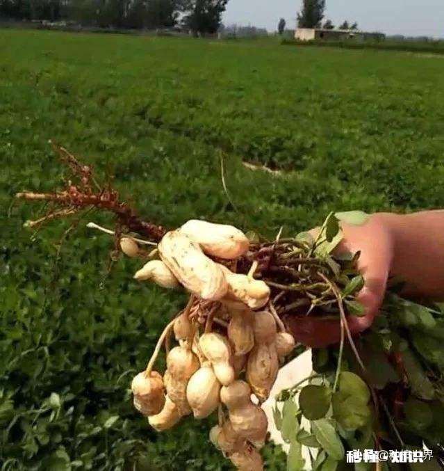 在河南豫北地区做电商,销售什么农产品比较好