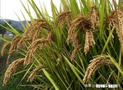 有人说河南以北吃面食，为啥东北却盛产大米东北不是在河南北边吗