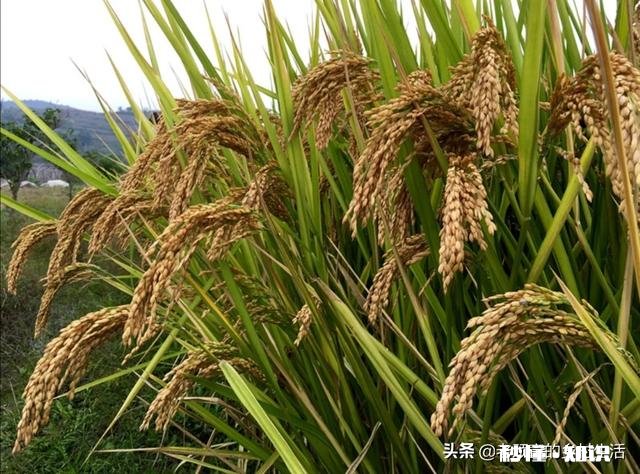 有人说河南以北吃面食，为啥东北却盛产大米东北不是在河南北边吗