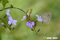 为什么川普还不下台，在这么搞下去，美国得成个什么样子，不过我喜欢