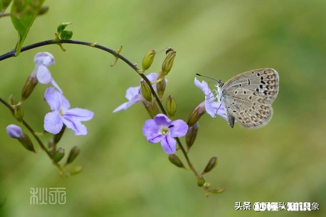 为什么川普还不下台，在这么搞下去，美国得成个什么样子，不过我喜欢