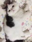 小奶猫几个月能长好毛