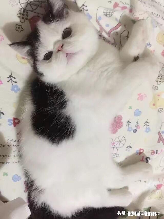 小奶猫几个月能长好毛