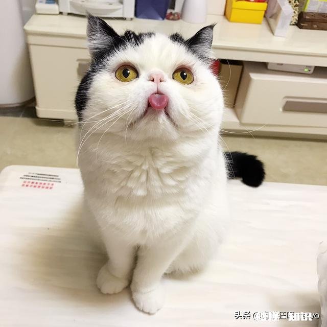 小奶猫几个月能长好毛