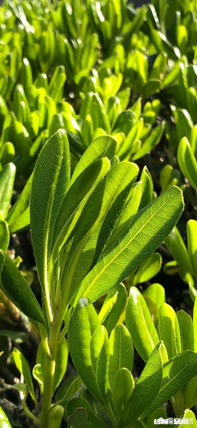 RNG还要多久才能回到巅峰