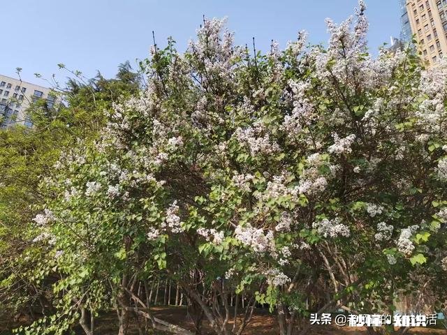 我是三农领域创作者，现在在西安市，怎么发垂直的视频