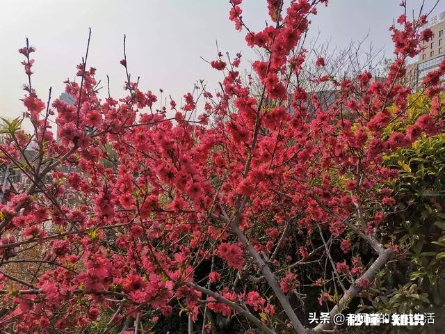 我是三农领域创作者，现在在西安市，怎么发垂直的视频