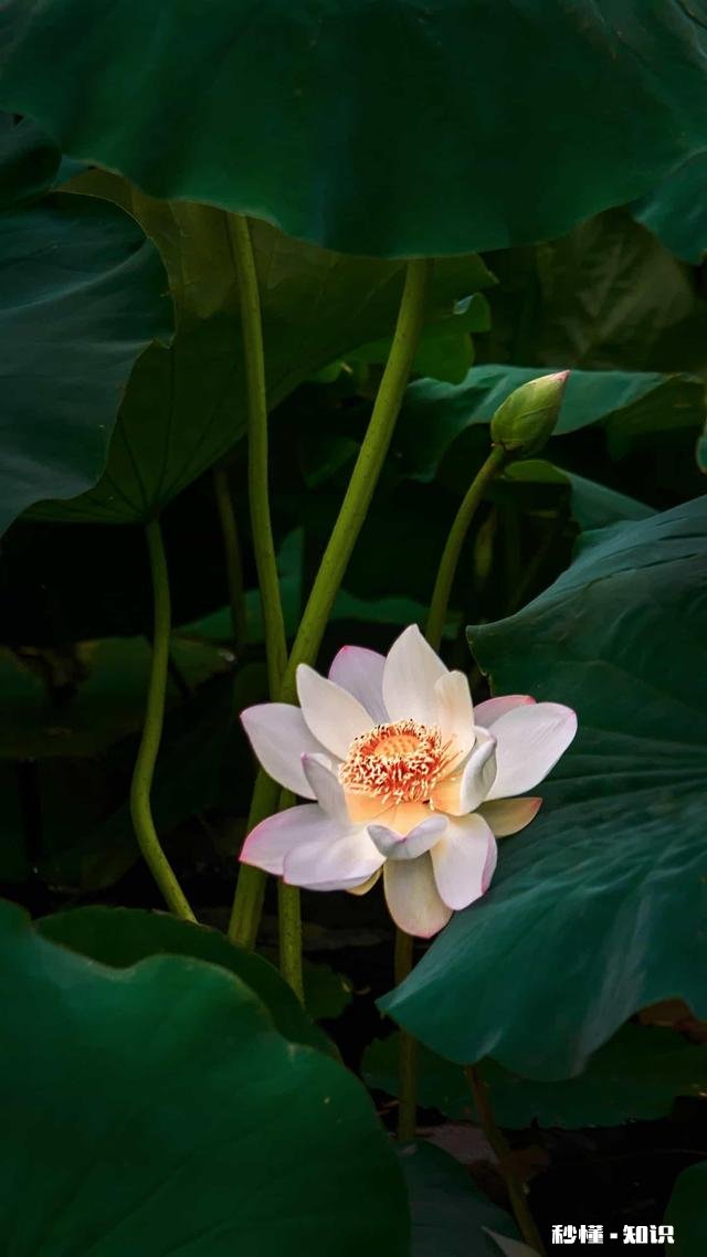 你是否会因为一个人成就较大而忽略他的道德问题