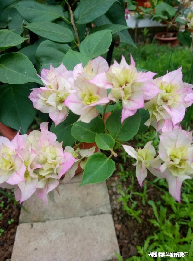 三角梅修剪后几天可以晒太阳