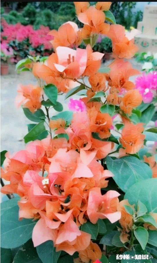 三角梅修剪后几天可以晒太阳