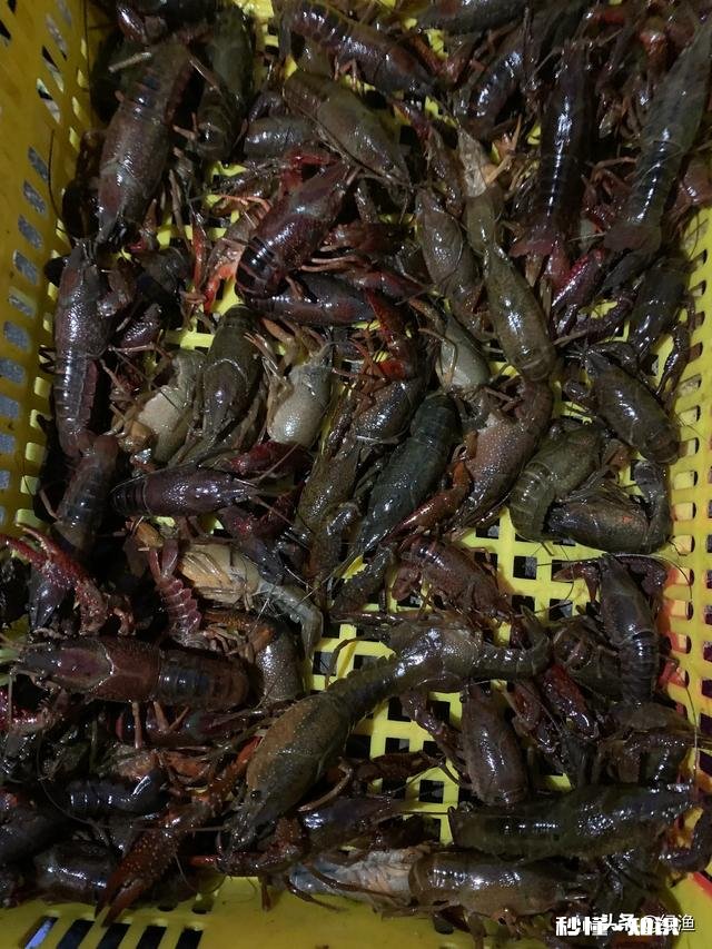 2020农村养殖龙虾怎么样有什么注意事项呢