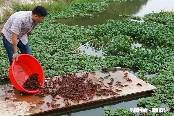 2020农村养殖龙虾怎么样有什么注意事项呢