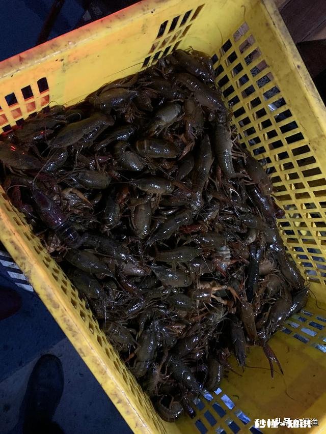 2020农村养殖龙虾怎么样有什么注意事项呢