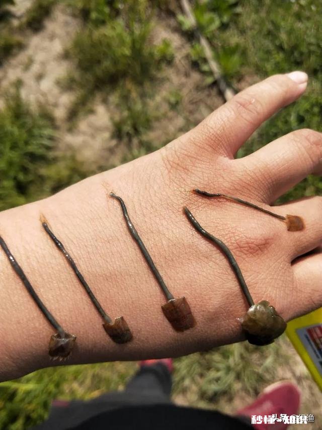 2020农村养殖龙虾怎么样有什么注意事项呢