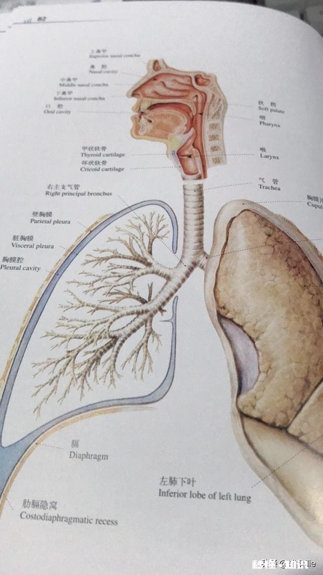 医学哪些专业最热门医学哪些专业就业容易工资高