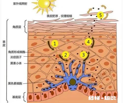 除了面膜，还有什么其它美白方式吗