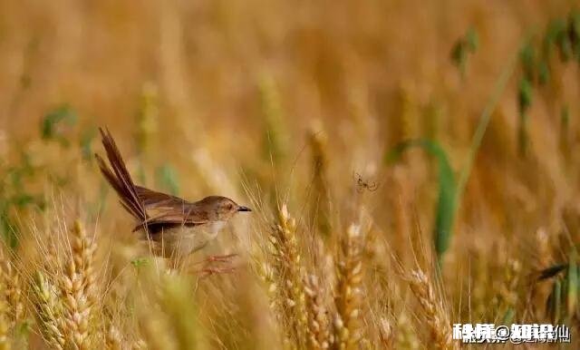 自古农民最辛苦，古今有赞美农民的诗吗或者你能写首赞美农民的诗吗