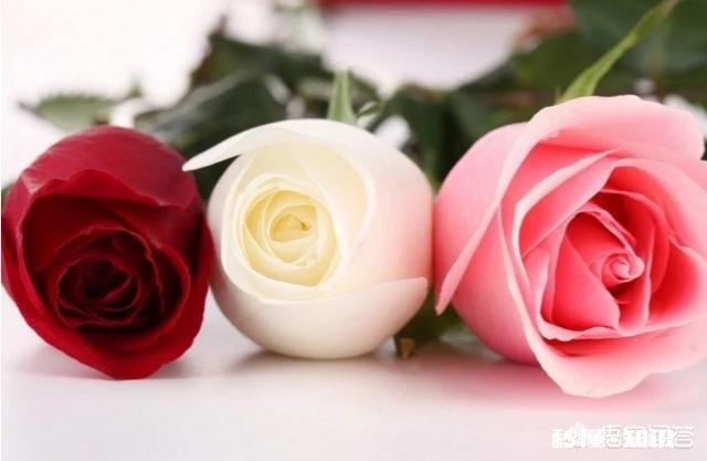 如何回复经常分享美文的人