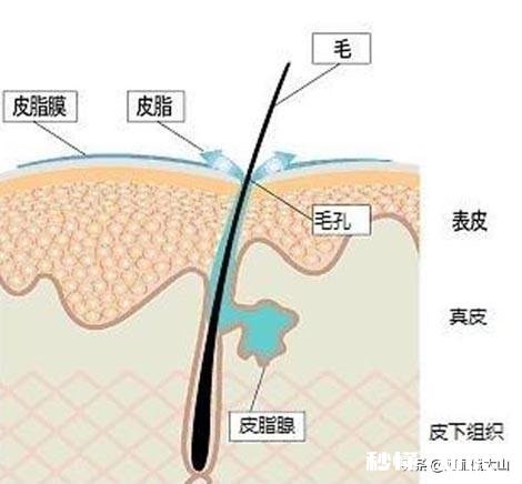 干性皮肤用哪种化妆品补水效果会不错