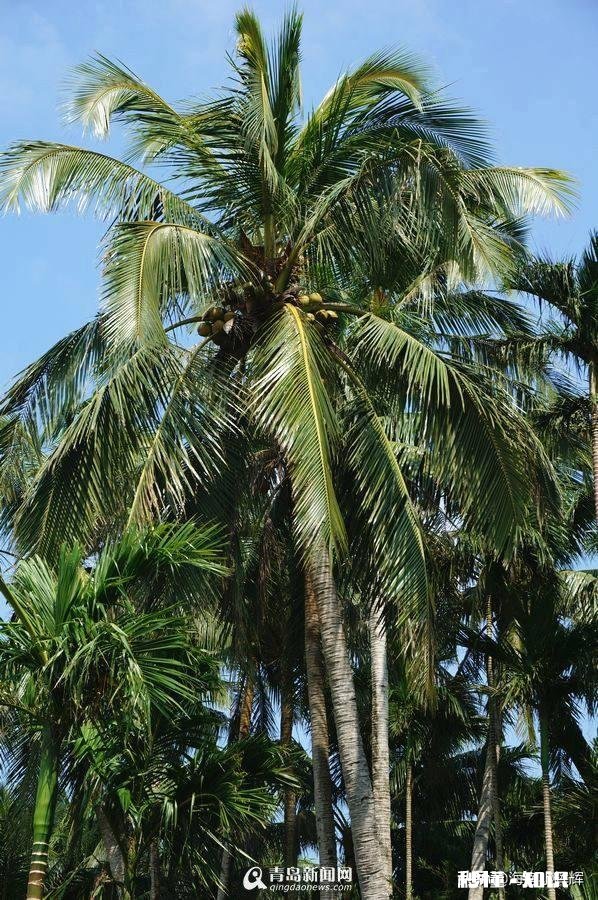 我一个月联系不上我对象,她父母不认识我,去她家合适吗