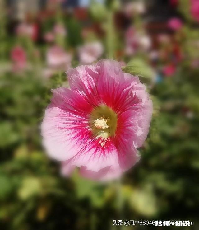 除了今日头条，还有什么可以在手机上发文章的APP