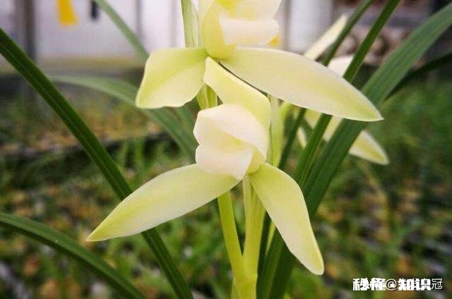 兰花草几点开