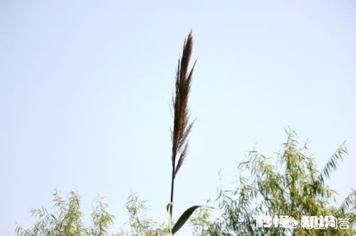 坚持背书的好处