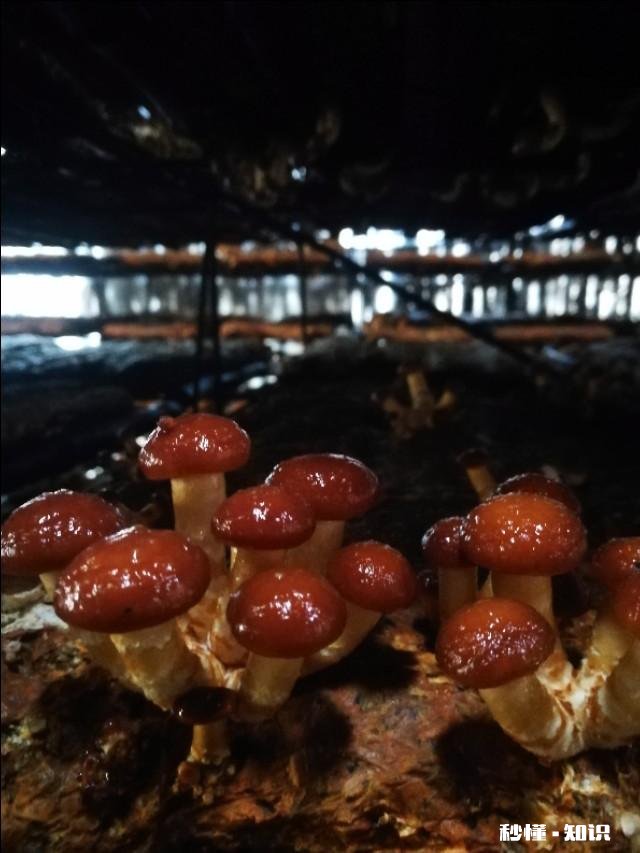 农村种植滑子蘑怎么管理