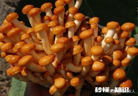农村种植滑子蘑怎么管理
