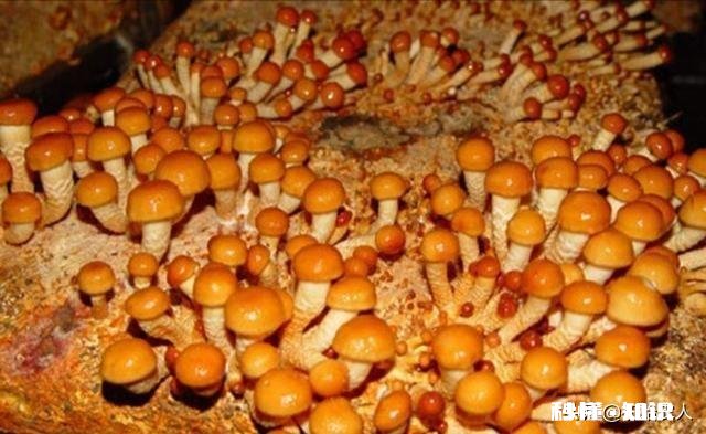 农村种植滑子蘑怎么管理