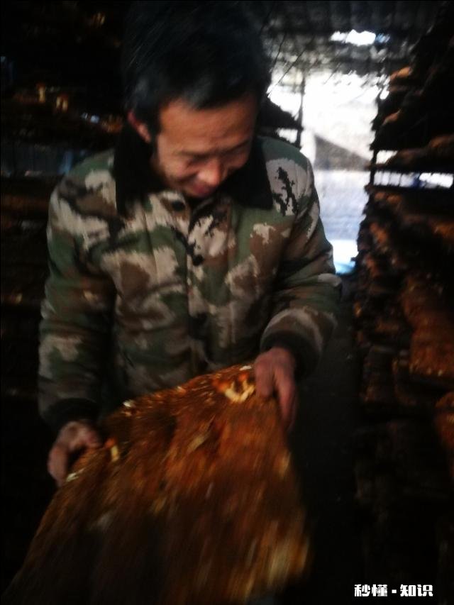 农村种植滑子蘑怎么管理