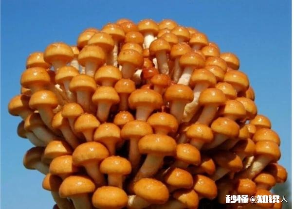 农村种植滑子蘑怎么管理