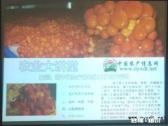 农村种植滑子蘑怎么管理