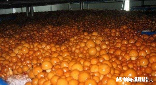 农村种植滑子蘑怎么管理