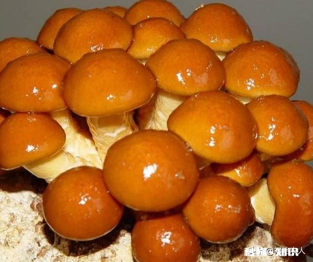 农村种植滑子蘑怎么管理